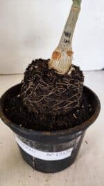 ENXERTO 12328 – 20cm (cor LM 914) - Imagem 6