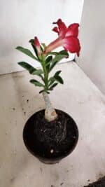 ENXERTO 12328 – 20cm (cor LM 914) - Imagem 5