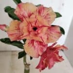 ENXERTO 12329 – 20cm (cor LM 402)