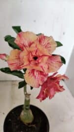 ENXERTO 12329 – 20cm (cor LM 402)