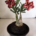 ENXERTO 12330 – 20cm (cor LM 1005)