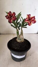 ENXERTO 12330 – 20cm (cor LM 1005)