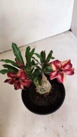 ENXERTO 12330 – 20cm (cor LM 1005) - Imagem 5