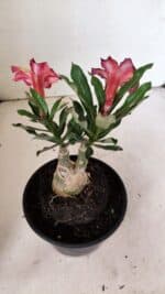 ENXERTO 12330 – 20cm (cor LM 1005) - Imagem 6