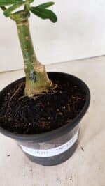 ENXERTO 12331 – 20cm (cor LM 04) - Imagem 6