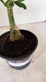 ENXERTO 12331 – 20cm (cor LM 04) - Imagem 5