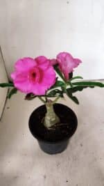 ENXERTO 12331 – 20cm (cor LM 04) - Imagem 4