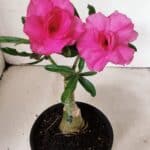 ENXERTO 12331 – 20cm (cor LM 04)