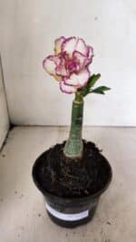 ENXERTO 12332 – 20cm (cor LM 543) - Imagem 2