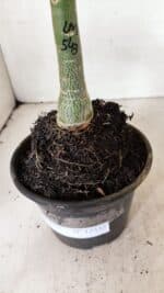 ENXERTO 12332 – 20cm (cor LM 543) - Imagem 7