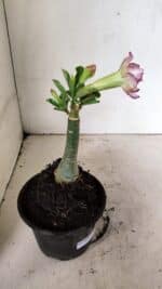 ENXERTO 12332 – 20cm (cor LM 543) - Imagem 5