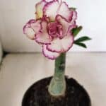 ENXERTO 12332 – 20cm (cor LM 543)