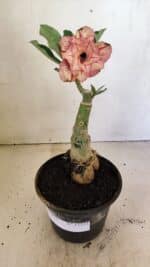 ENXERTO 12333 – 20cm (cor LM 985) - Imagem 2