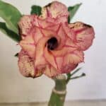 ENXERTO 12333 – 20cm (cor LM 985)