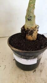 ENXERTO 12333 – 20cm (cor LM 985) - Imagem 5