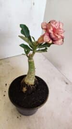 ENXERTO 12333 – 20cm (cor LM 985) - Imagem 4