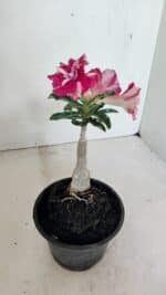 ENXERTO 12334 – 20cm (cor LM 984) - Imagem 8