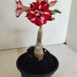 ENXERTO 12334 – 20cm (cor LM 984)