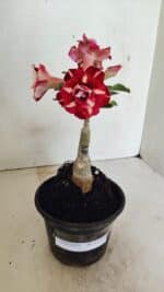 ENXERTO 12334 – 20cm (cor LM 984)