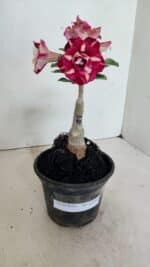 ENXERTO 12334 – 20cm (cor LM 984) - Imagem 6