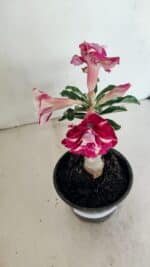 ENXERTO 12334 – 20cm (cor LM 984) - Imagem 4