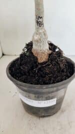 ENXERTO 12334 – 20cm (cor LM 984) - Imagem 5