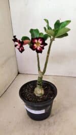 ENXERTO 12335 – 20cm (cor LM 1003) - Imagem 2