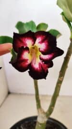 ENXERTO 12335 – 20cm (cor LM 1003)