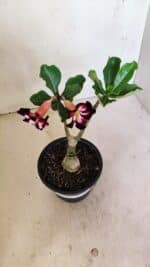 ENXERTO 12335 – 20cm (cor LM 1003) - Imagem 7