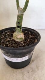 ENXERTO 12335 – 20cm (cor LM 1003) - Imagem 6