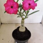 ENXERTO 12336 – 20cm (cor LM 384)