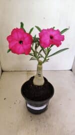 ENXERTO 12336 – 20cm (cor LM 384)