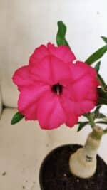 ENXERTO 12336 – 20cm (cor LM 384) - Imagem 3