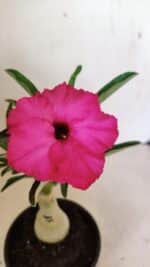 ENXERTO 12336 – 20cm (cor LM 384) - Imagem 4