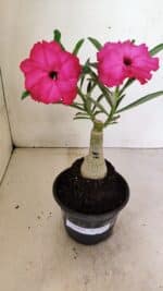 ENXERTO 12336 – 20cm (cor LM 384) - Imagem 7