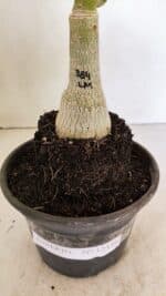 ENXERTO 12336 – 20cm (cor LM 384) - Imagem 6