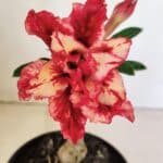 ENXERTO 12337 – 20cm (cor LM 969)