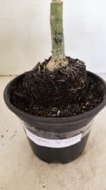 ENXERTO 12337 – 20cm (cor LM 969) - Imagem 7