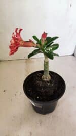 ENXERTO 12337 – 20cm (cor LM 969) - Imagem 6