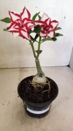 ENXERTO 12338  – 20cm (cor LM 797) Id: FERRARI