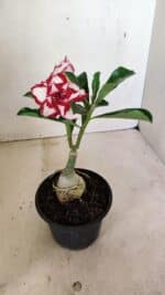 ENXERTO 12338  – 20cm (cor LM 797) Id: FERRARI - Imagem 3