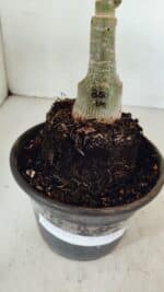 ENXERTO 12339 – 20cm (cor LM 850) - Imagem 7