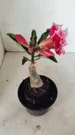 ENXERTO 12339 – 20cm (cor LM 850) - Imagem 6