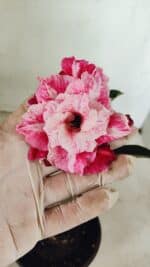 ENXERTO 12339 – 20cm (cor LM 850)