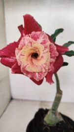 ENXERTO 12340 – 20cm (cor LM 913) - Imagem 4