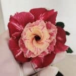 ENXERTO 12340 – 20cm (cor LM 913)