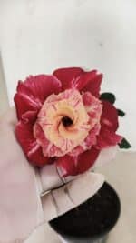 ENXERTO 12340 – 20cm (cor LM 913)