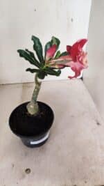 ENXERTO 12340 – 20cm (cor LM 913) - Imagem 5