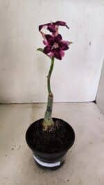 ENXERTO 12341 – 20cm (cor LM 989) iD: Estrela purpura - Imagem 2