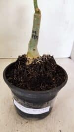 ENXERTO 12341 – 20cm (cor LM 989) iD: Estrela purpura - Imagem 6